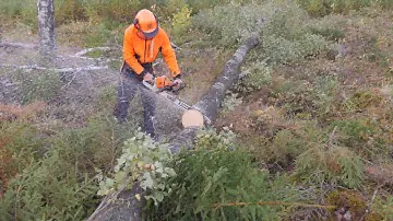 Stihl HEXA test MS 500i